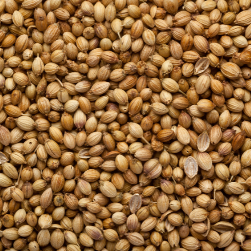 Dhania Seed manufacturers, suppliers & exporters in India