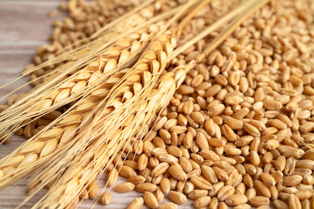 Wheat Grains Manufacturers & Suppliers in India