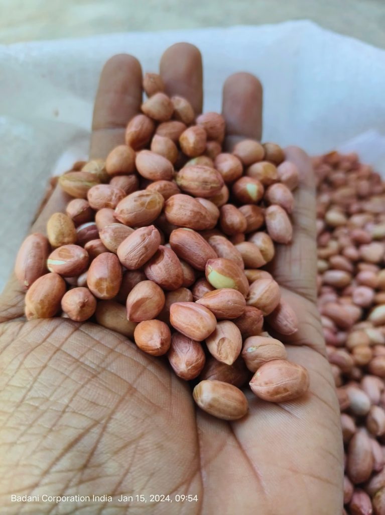 Badani Corporation's Peanuts Export to Russia