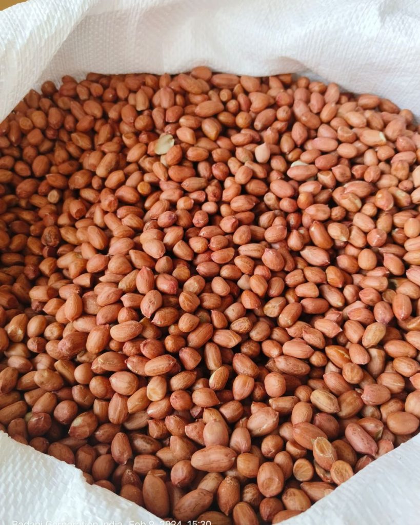 Indian Bold Peanut 38/42 Exporter from India