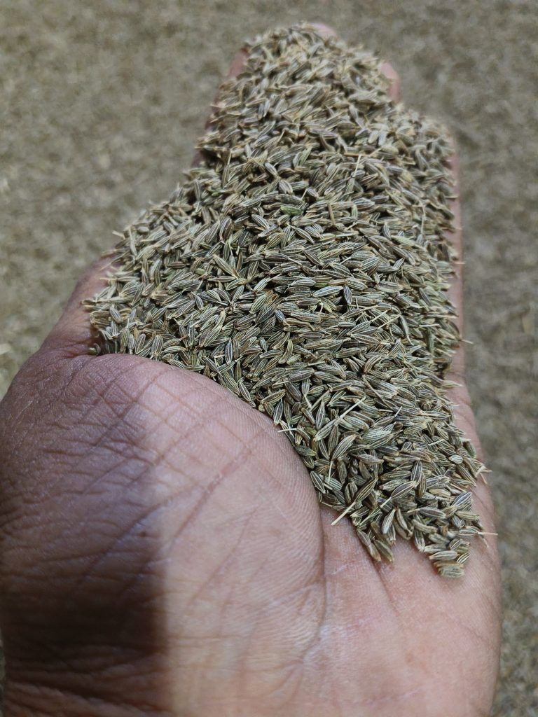 Cumin Seeds Exporters from Gujarat India,