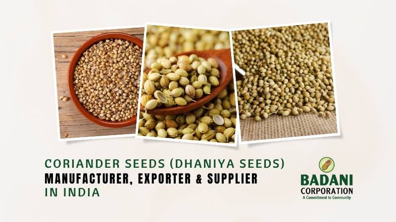 Coriander Seed (Dhaniya seeds) Manufacturers & Suppliers in India
