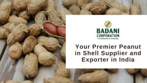 Top Peanut in Shell Supplier and Exporter in India: Badani Corporation