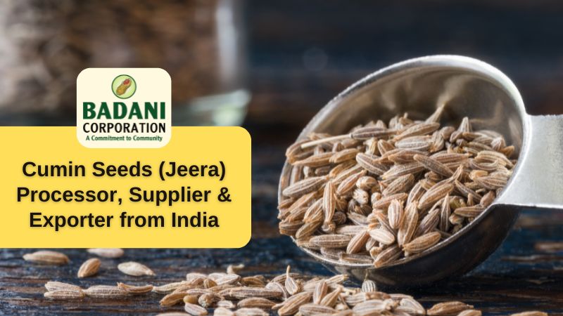 Badani Corporation: Your Leading Cumin Seeds Supplier and Exporter in India