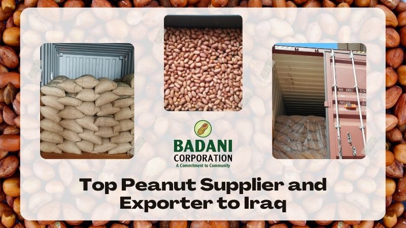 Top Peanut Supplier and Exporter to Iraq- Badani Corporation