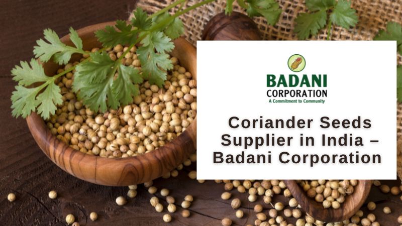 Coriander Seeds Supplier in India – Badani Corporation