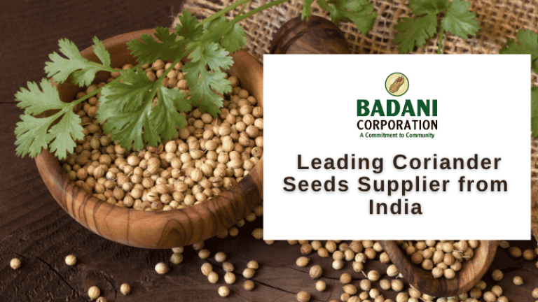 Why Badani Corporation is the Leading Coriander Seeds Supplier from India