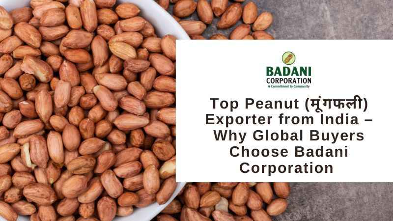 Top Peanut (मूंगफली) Exporter from India – Why Global Buyers Choose Badani Corporation