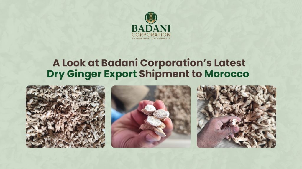 A Look at Badani Corporation’s Latest Dry Ginger Export Shipment to Morocco 