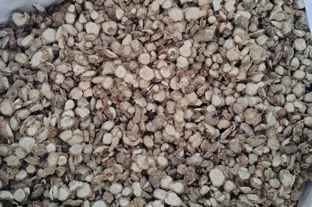 Premium Supplier & Exporter from India